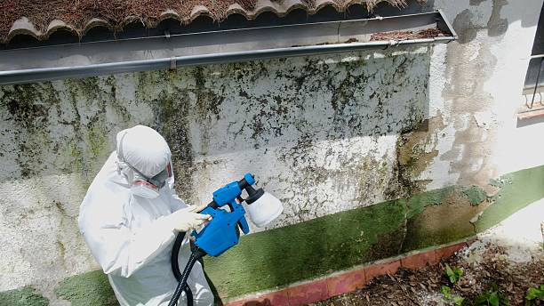 Mold Removal service in Luke Air Force Base